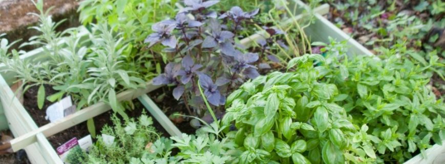 Bitki Üreticileri Bodrum, Bitki Satan Yerler Bodrum, Bodrum Bitki Üreticileri, Bitki Fiyatları Bodrum, Bodrum Bitki Fiyatları