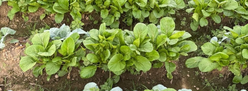 Bitki Üreticileri Dalaman, Bitki Satan Yerler Dalaman, Dalaman Bitki Üreticileri, Bitki Fiyatları Dalaman, Dalaman Bitki Fiyatları