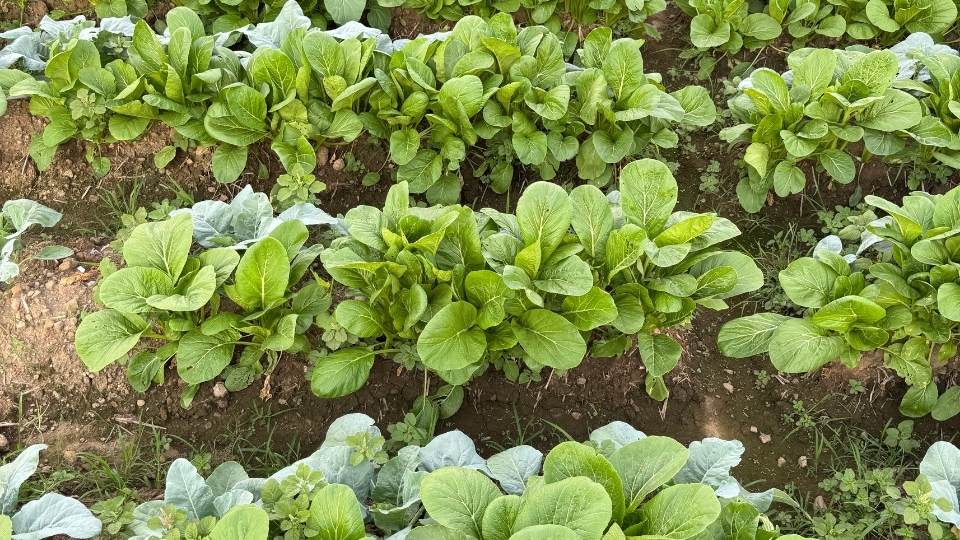 Bitki Üreticileri Dalaman, Bitki Satan Yerler Dalaman, Dalaman Bitki Üreticileri, Bitki Fiyatları Dalaman, Dalaman Bitki Fiyatları