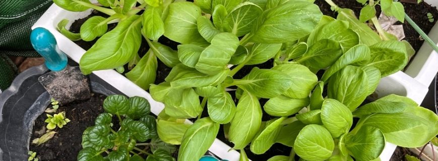 Bitki Üreticileri Datça, Bitki Satan Yerler Datça, Datça Bitki Üreticileri, Bitki Fiyatları Datça, Datça Bitki Fiyatları