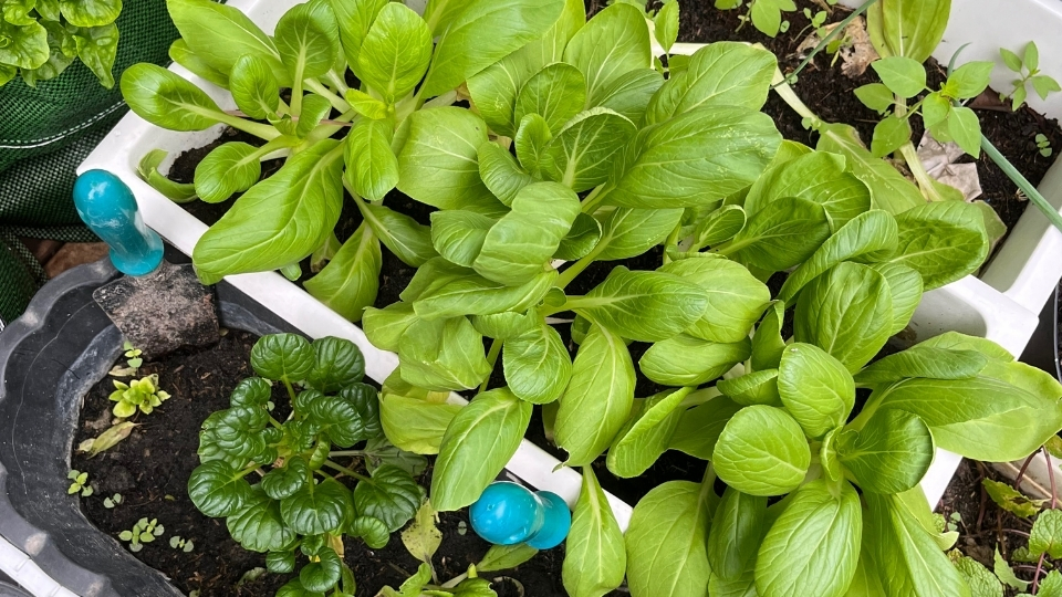 Bitki Üreticileri Datça, Bitki Satan Yerler Datça, Datça Bitki Üreticileri, Bitki Fiyatları Datça, Datça Bitki Fiyatları