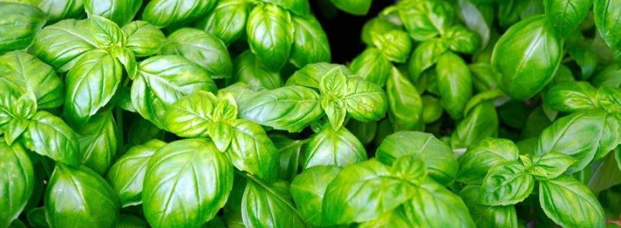 bitki-ureticileri-fethiye Bitki Üreticileri Fethiye, Bitki Satan Yerler Fethiye, Fethiye Bitki Üreticileri, Bitki Fiyatları Fethiye, Fethiye Bitki Fiyatları