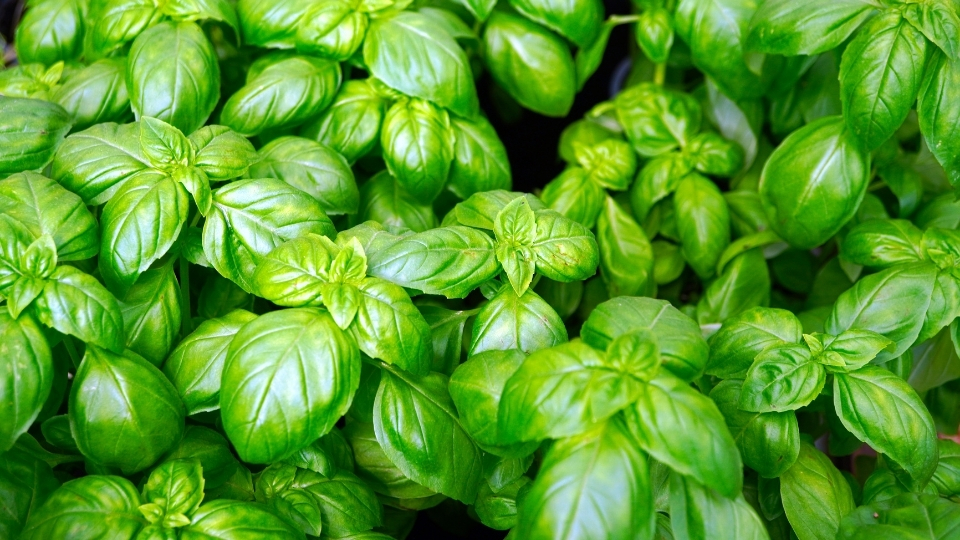 Bitki Üreticileri Fethiye, Bitki Satan Yerler Fethiye, Fethiye Bitki Üreticileri, Bitki Fiyatları Fethiye, Fethiye Bitki Fiyatları