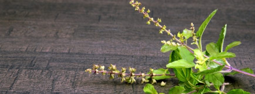 Bitki Üreticileri Köyceğiz, Bitki Satan Yerler Köyceğiz, Köyceğiz Bitki Üreticileri, Bitki Fiyatları Köyceğiz, Köyceğiz Bitki Fiyatları