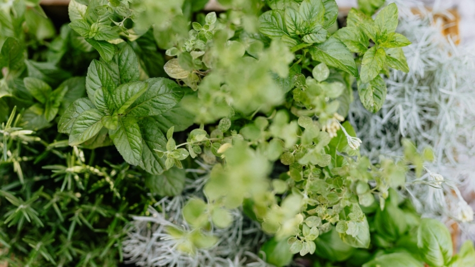 Bitki Üreticileri Marmaris, Bitki Satan Yerler Marmaris, Marmaris Bitki Üreticileri, Bitki Fiyatları Marmaris, Marmaris Bitki Fiyatları