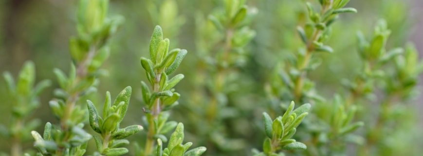 Bitki Üreticileri Milas, Bitki Satan Yerler Milas, Milas Bitki Üreticileri, Bitki Fiyatları Milas, Milas Bitki Fiyatları