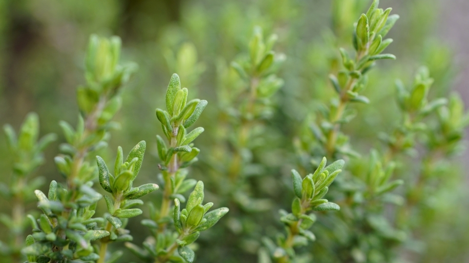 Bitki Üreticileri Milas, Bitki Satan Yerler Milas, Milas Bitki Üreticileri, Bitki Fiyatları Milas, Milas Bitki Fiyatları