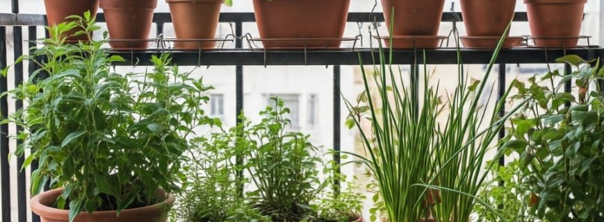 Bitki Üreticileri Muğla, Bitki Satan Yerler Muğla, Muğla Bitki Üreticileri, Bitki Fiyatları Muğla, Muğla Bitki Fiyatları