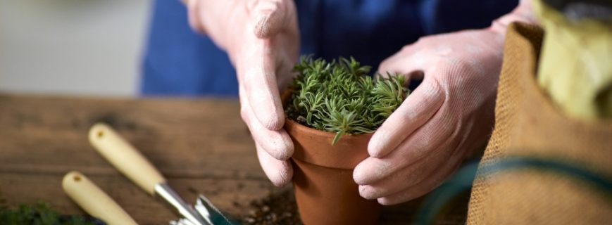 Bitki Üreticileri Ortaca, Bitki Satan Yerler Ortaca, Ortaca Bitki Üreticileri, Bitki Fiyatları Ortaca, Ortaca Bitki Fiyatları