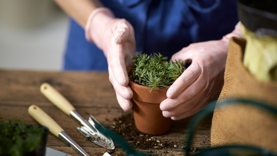 Bitki Üreticileri Ortaca, Bitki Satan Yerler Ortaca, Ortaca Bitki Üreticileri, Bitki Fiyatları Ortaca, Ortaca Bitki Fiyatları