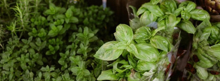 Bitki Üreticileri Yatağan, Bitki Satan Yerler Yatağan, Yatağan Bitki Üreticileri, Bitki Fiyatları Yatağan, Yatağan Bitki Fiyatları