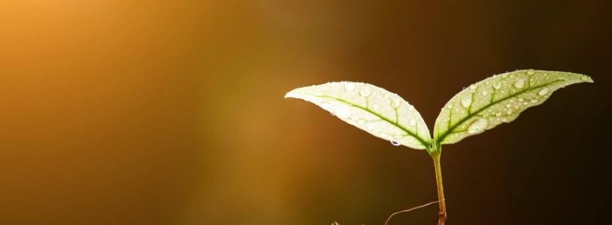 Fidan Üreticileri Bodrum, Fidan Satan Yerler Bodrum, Bodrum Fidan Üreticileri, Fidan Fiyatları Bodrum, Bodrum Fidan Fiyatları