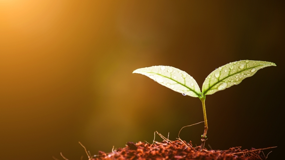 Fidan Üreticileri Bodrum, Fidan Satan Yerler Bodrum, Bodrum Fidan Üreticileri, Fidan Fiyatları Bodrum, Bodrum Fidan Fiyatları