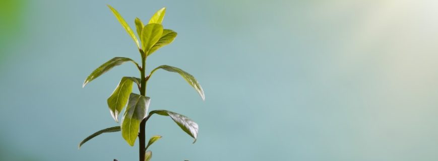 Fidan Üreticileri Datça, Fidan Satan Yerler Datça, Datça Fidan Üreticileri, Fidan Fiyatları Datça, Datça Fidan Fiyatları