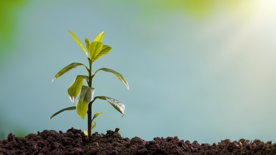 Fidan Üreticileri Datça, Fidan Satan Yerler Datça, Datça Fidan Üreticileri, Fidan Fiyatları Datça, Datça Fidan Fiyatları