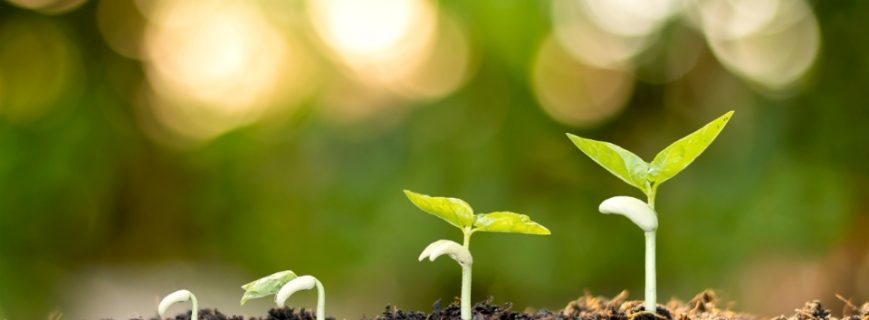 fidan-ureticileri-fethiye Fidan Üreticileri Fethiye, Fidan Satan Yerler Fethiye, Fethiye Fidan Üreticileri, Fidan Fiyatları Fethiye, Fethiye Fidan Fiyatları