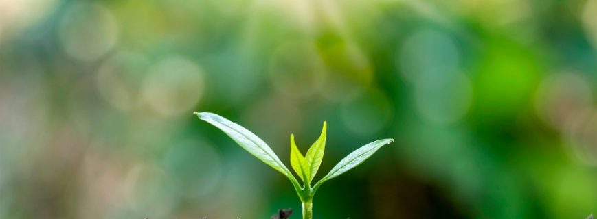 fidan-ureticileri-koycegiz Fidan Üreticileri Köyceğiz, Fidan Satan Yerler Köyceğiz, Köyceğiz Fidan Üreticileri, Fidan Fiyatları Köyceğiz, Köyceğiz Fidan Fiyatları