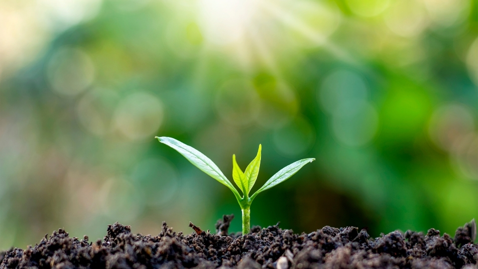 Fidan Üreticileri Köyceğiz, Fidan Satan Yerler Köyceğiz, Köyceğiz Fidan Üreticileri, Fidan Fiyatları Köyceğiz, Köyceğiz Fidan Fiyatları