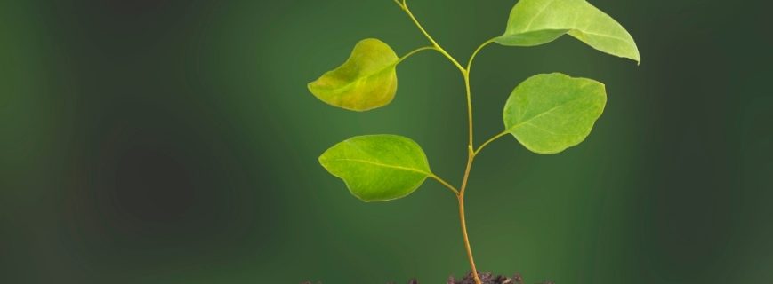 Fidan Üreticileri Marmaris, Fidan Satan Yerler Marmaris, Marmaris Fidan Üreticileri, Fidan Fiyatları Marmaris, Marmaris Fidan Fiyatları