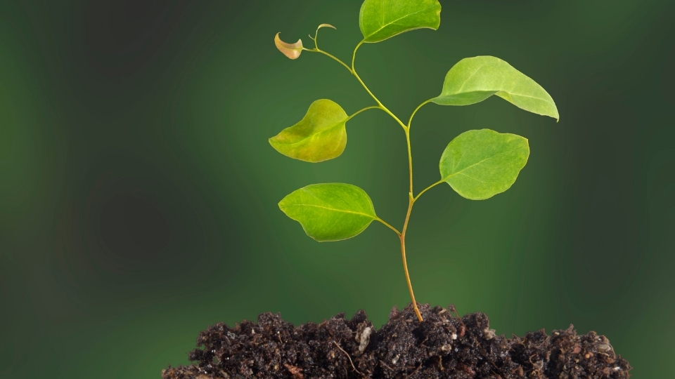 Fidan Üreticileri Marmaris, Fidan Satan Yerler Marmaris, Marmaris Fidan Üreticileri, Fidan Fiyatları Marmaris, Marmaris Fidan Fiyatları