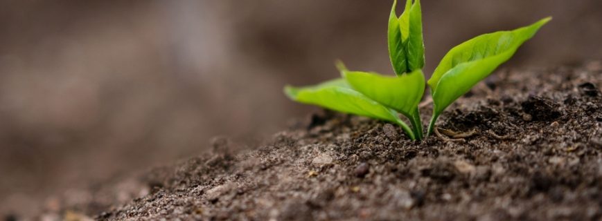 Fidan Üreticileri Milas, Fidan Satan Yerler Milas, Milas Fidan Üreticileri, Fidan Fiyatları Milas, Milas Fidan Fiyatları