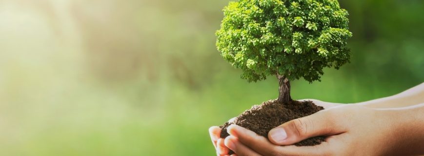 Fidan Üreticileri Muğla, Fidan Satan Yerler Muğla, Muğla Fidan Üreticileri, Fidan Fiyatları Muğla, Muğla Fidan Fiyatları