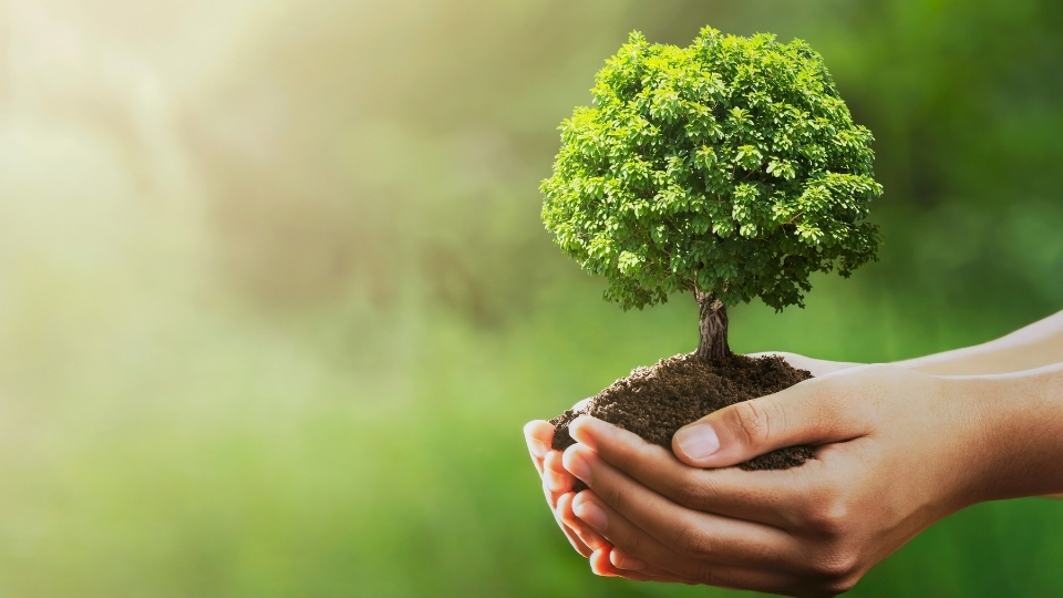 Fidan Üreticileri Muğla, Fidan Satan Yerler Muğla, Muğla Fidan Üreticileri, Fidan Fiyatları Muğla, Muğla Fidan Fiyatları