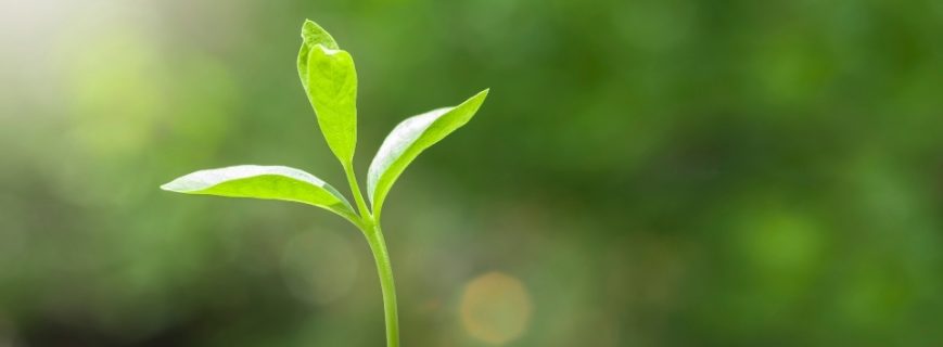 Fidan Üreticileri Ortaca, Fidan Satan Yerler Ortaca, Ortaca Fidan Üreticileri, Fidan Fiyatları Ortaca, Ortaca Fidan Fiyatları