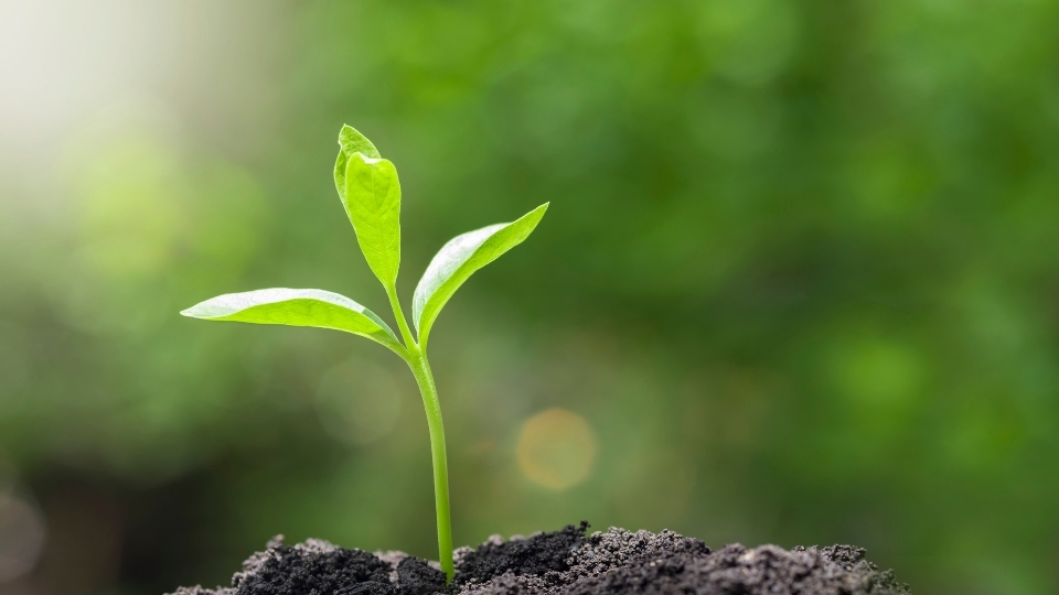 Fidan Üreticileri Ortaca, Fidan Satan Yerler Ortaca, Ortaca Fidan Üreticileri, Fidan Fiyatları Ortaca, Ortaca Fidan Fiyatları