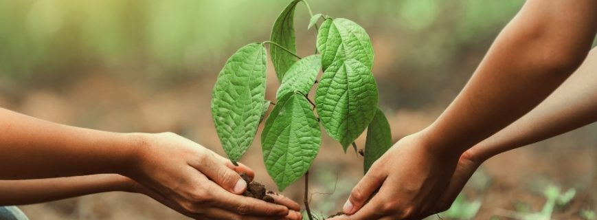 Fidan Üreticileri Yatağan, Fidan Satan Yerler Yatağan, Yatağan Fidan Üreticileri, Fidan Fiyatları Yatağan, Yatağan Fidan Fiyatları
