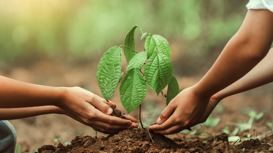 Fidan Üreticileri Yatağan, Fidan Satan Yerler Yatağan, Yatağan Fidan Üreticileri, Fidan Fiyatları Yatağan, Yatağan Fidan Fiyatları